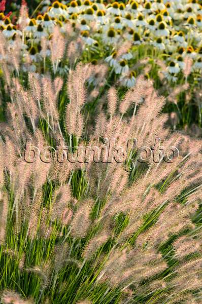 571084 - Dwarf fountain grass (Pennisetum alopecuroides 'Hameln') and purple cone flower (Echinacea purpurea 'Alba')
