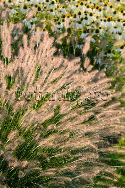 571086 - Dwarf fountain grass (Pennisetum alopecuroides 'Hameln') and purple cone flower (Echinacea purpurea 'Alba')