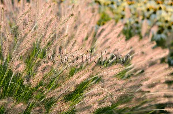 571087 - Dwarf fountain grass (Pennisetum alopecuroides 'Hameln')