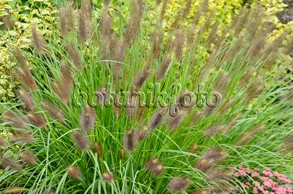 572045 - Dwarf fountain grass (Pennisetum alopecuroides var. viridescens)