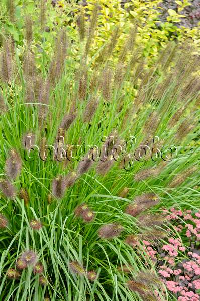 572046 - Dwarf fountain grass (Pennisetum alopecuroides var. viridescens)