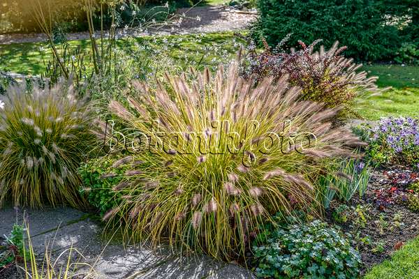 593152 - Dwarf fountain grass (Pennisetum alopecuroides var. viridescens)