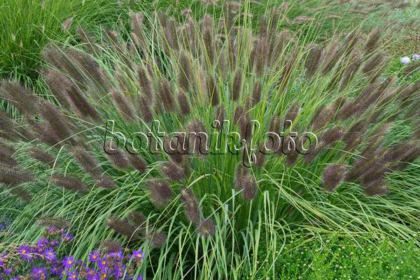 597010 - Dwarf fountain grass (Pennisetum alopecuroides)