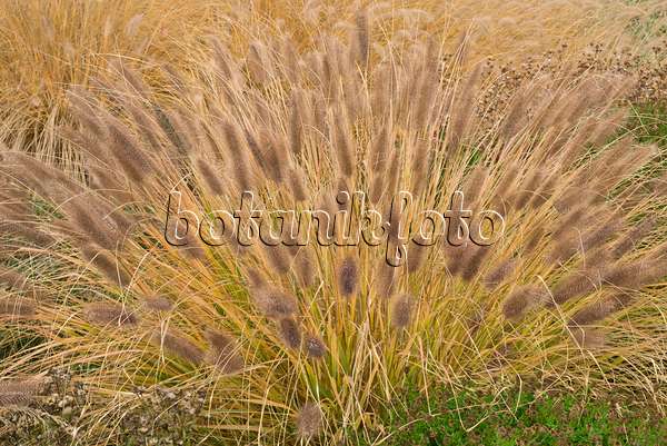 607250 - Dwarf fountain grass (Pennisetum alopecuroides var. viridescens)