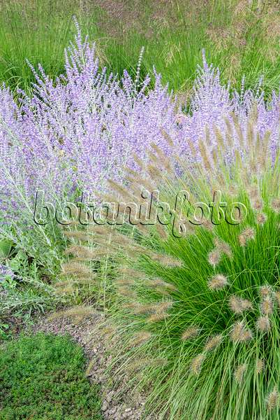 625054 - Dwarf fountain grass (Pennisetum alopecuroides) and Russian sage (Perovskia abrotanoides)