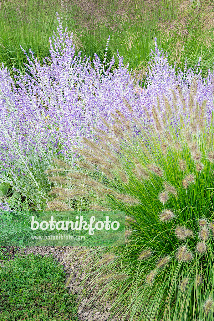 625054 - Dwarf fountain grass (Pennisetum alopecuroides) and Russian sage (Perovskia abrotanoides)