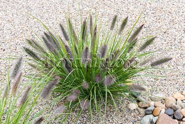 625290 - Dwarf fountain grass (Pennisetum alopecuroides var. viridescens)