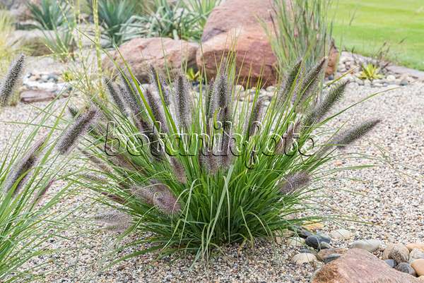 625291 - Dwarf fountain grass (Pennisetum alopecuroides var. viridescens)