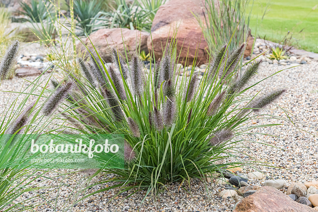 625291 - Dwarf fountain grass (Pennisetum alopecuroides var. viridescens)