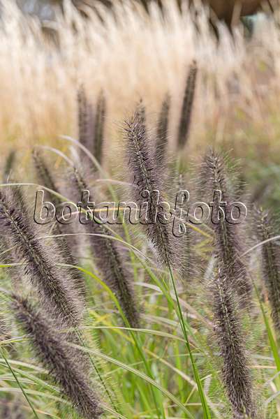 651424 - Dwarf fountain grass (Pennisetum alopecuroides 'Black Beauty')
