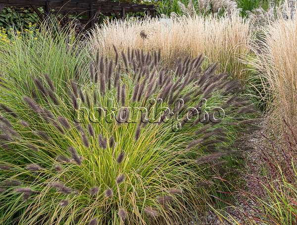 651425 - Dwarf fountain grass (Pennisetum alopecuroides 'Black Beauty')