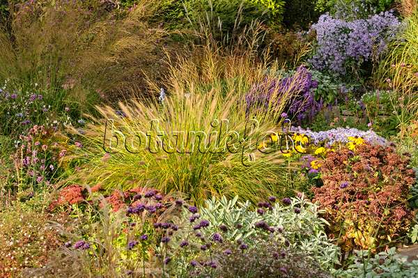 477049 - Dwarf fountain grass (Pennisetum alopecuroides) in an autumnal garden