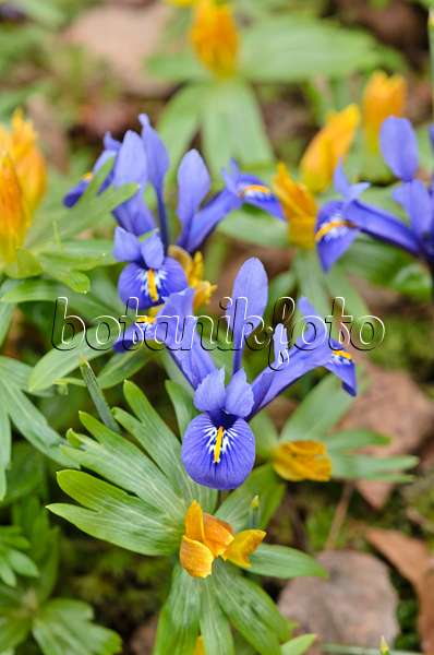 530015 - Dwarf iris (Iris reticulata) and winter aconite (Eranthis hyemalis)