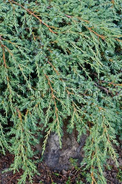 472411 - Dwarf juniper (Juniperus communis subsp. alpina)