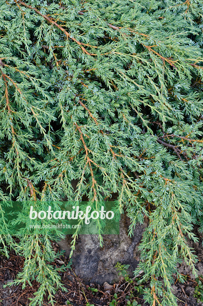 472411 - Dwarf juniper (Juniperus communis subsp. alpina)