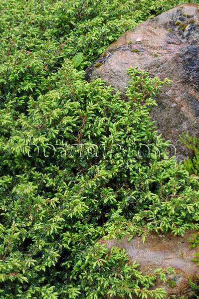 484197 - Dwarf juniper (Juniperus communis subsp. alpina)