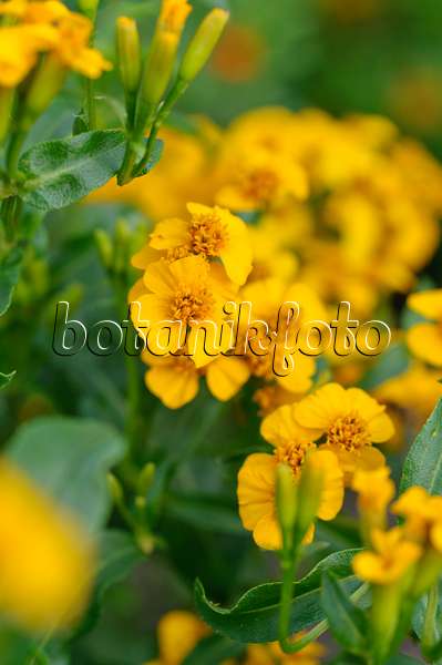 474386 - Dwarf marigold (Tagetes minuta)