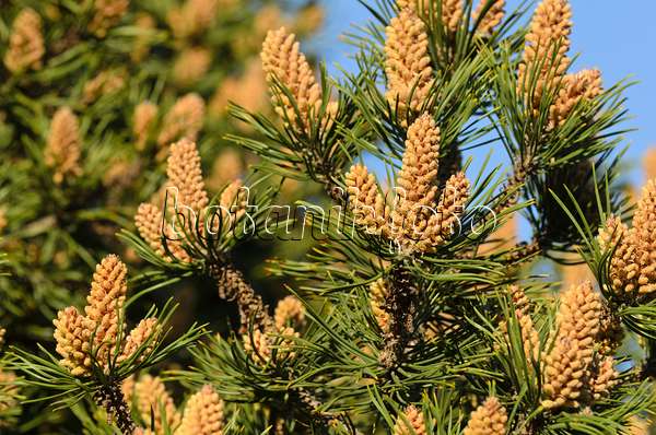 496050 - Dwarf mountain pine (Pinus mugo)