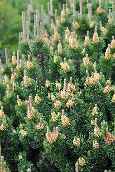 490111 - Dwarf mountain pine (Pinus mugo 'Gnom')