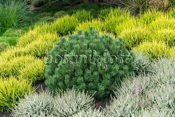651438 - Dwarf mountain pine (Pinus mugo 'Humpy') and common heather (Calluna vulgaris)