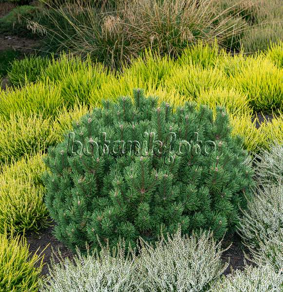 651439 - Dwarf mountain pine (Pinus mugo 'Humpy') and common heather (Calluna vulgaris)