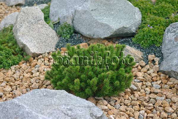 502308 - Dwarf mountain pine (Pinus mugo var. pumilio)