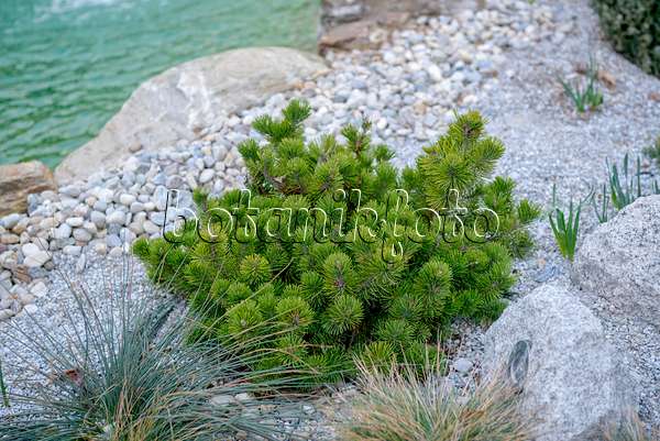 558183 - Dwarf mountain pine (Pinus mugo var. pumilio)