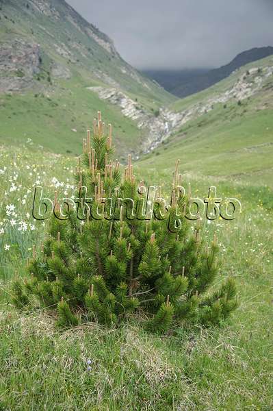 535422 - Dwarf mountain pine (Pinus mugo subsp. uncinata)