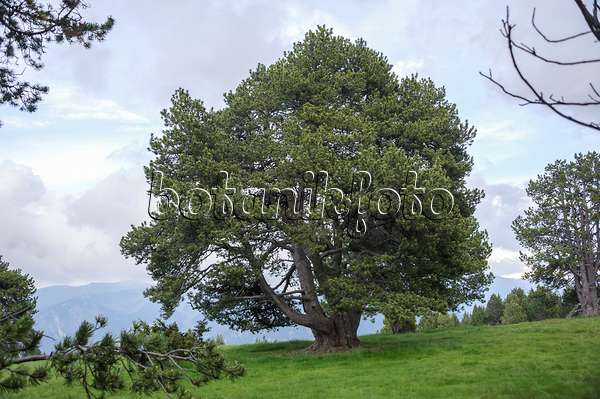 535424 - Dwarf mountain pine (Pinus mugo subsp. uncinata)