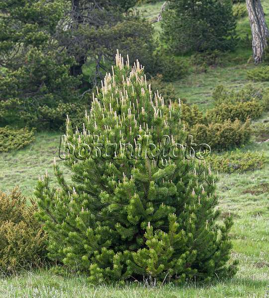 651440 - Dwarf mountain pine (Pinus mugo subsp. uncinata)