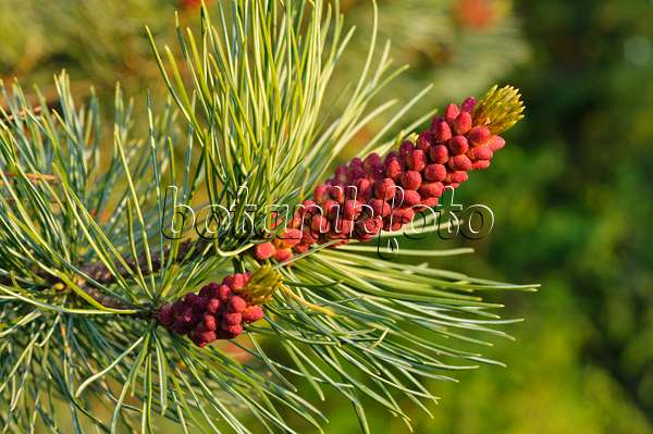 471247 - Dwarf pine (Pinus pumila)
