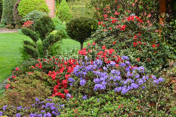 520167 - Dwarf purple rhododendron (Rhododendron impeditum) with shaped plants