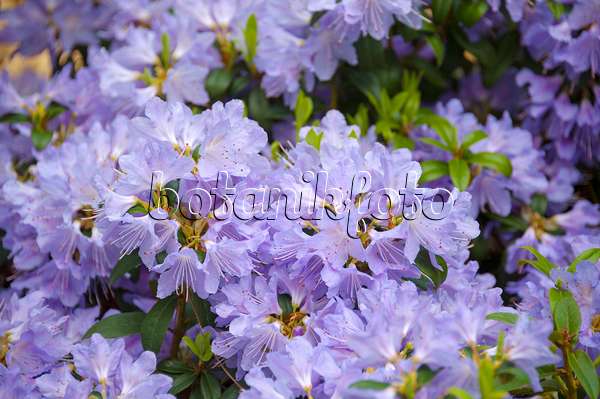 535318 - Dwarf purple rhododendron (Rhododendron impeditum 'Blue 'Tit Magor')