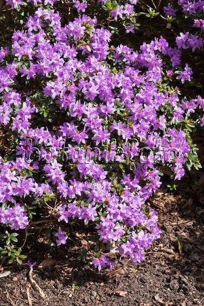 555124 - Dwarf purple rhododendron (Rhododendron impeditum 'Moorheim')