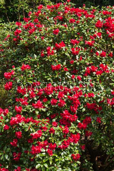 570026 - Dwarf rhododendron (Rhododendron repens 'Baden Baden')