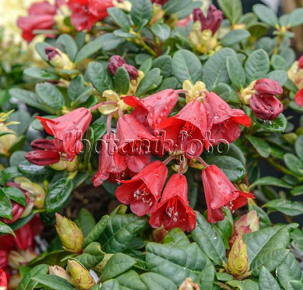 558209 - Dwarf rhododendron (Rhododendron repens 'Carmen')