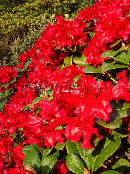 412063 - Dwarf rhododendron (Rhododendron repens 'Scarlet Wonder')