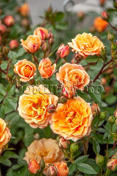 616335 - Dwarf rose (Rosa Apricot Clementine)