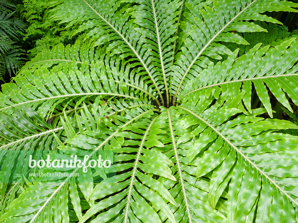 437376 - Dwarf tree fern (Blechnum gibbum)