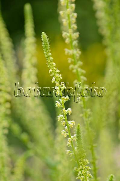 521299 - Dyer's weed (Reseda luteola)
