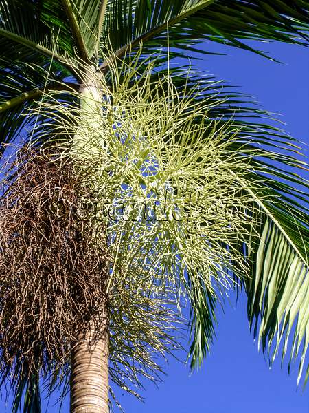 434382 - Dypsis leptocheilos in front of a deep blue sky