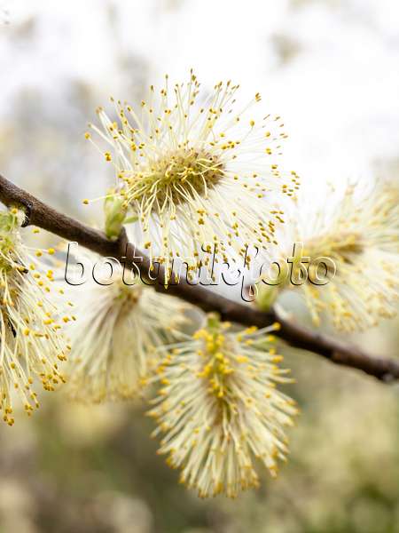 436249 - Eared willow (Salix aurita)