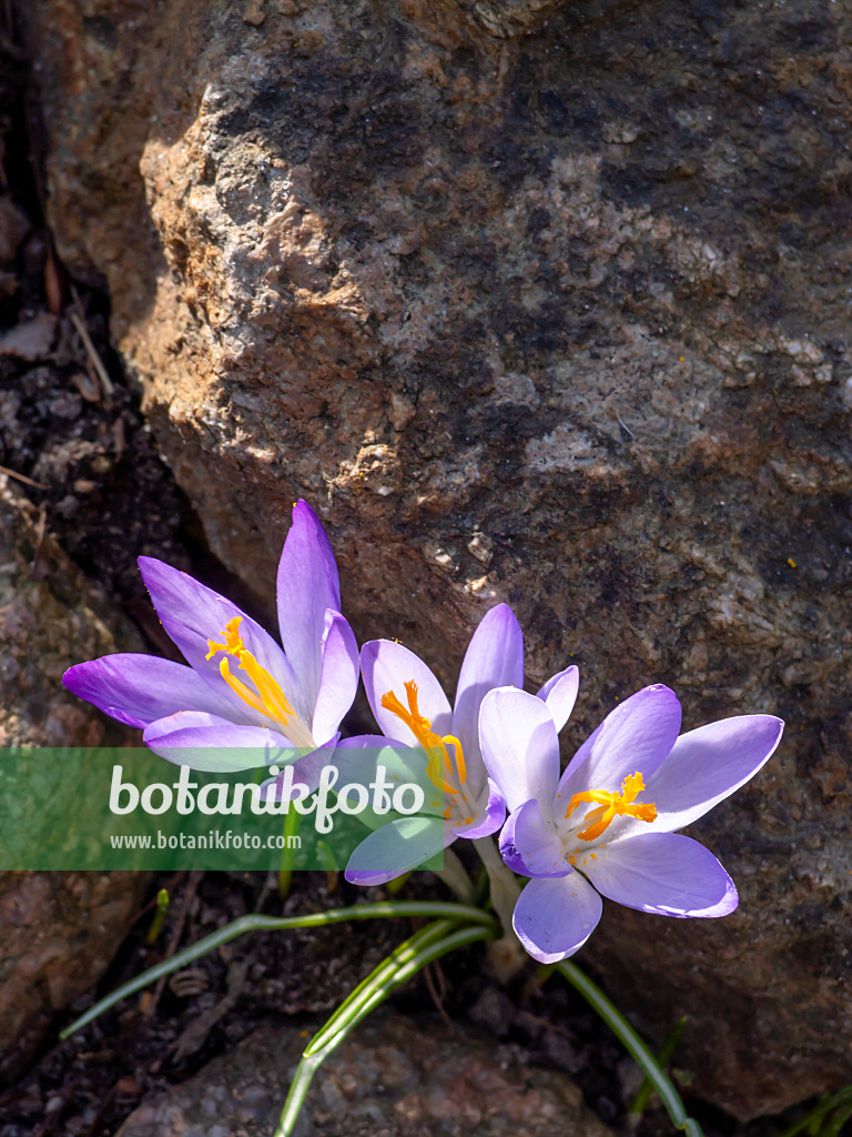 423014 - Early crocus (Crocus tommasinianus)