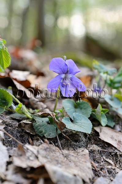 507166 - Early dog violet (Viola reichenbachiana)