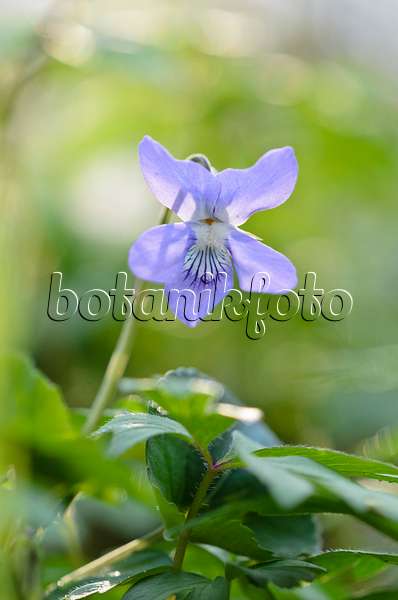 519158 - Early dog violet (Viola reichenbachiana)