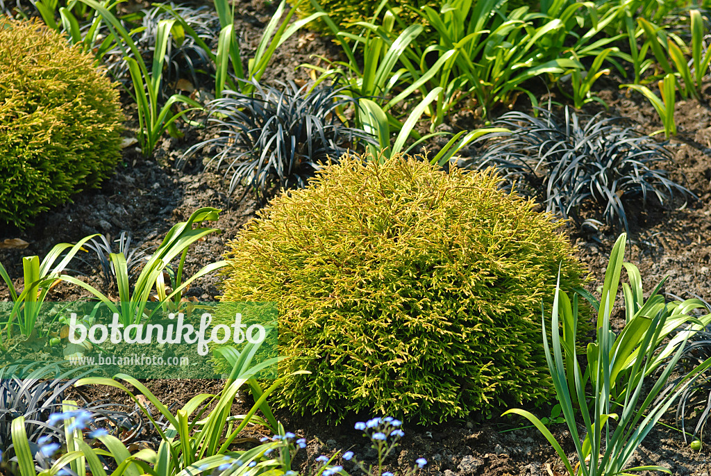 517278 - Eastern arborvitae (Thuja occidentalis 'Golden Tuffet')