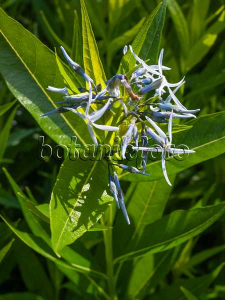 414183 - Eastern blue star (Amsonia tabernaemontana)