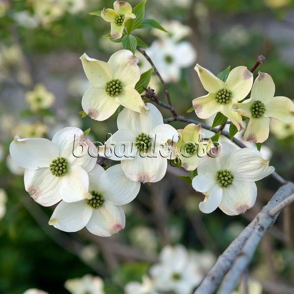 490050 - Eastern flowering dogwood (Cornus florida)