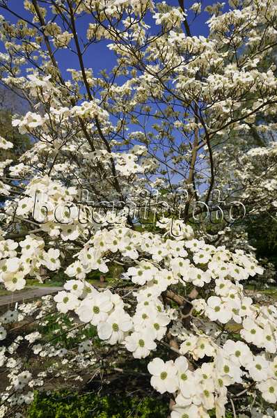543064 - Eastern flowering dogwood (Cornus florida)