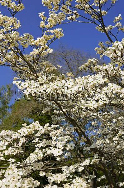 543066 - Eastern flowering dogwood (Cornus florida)